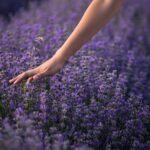 Herbs menopause